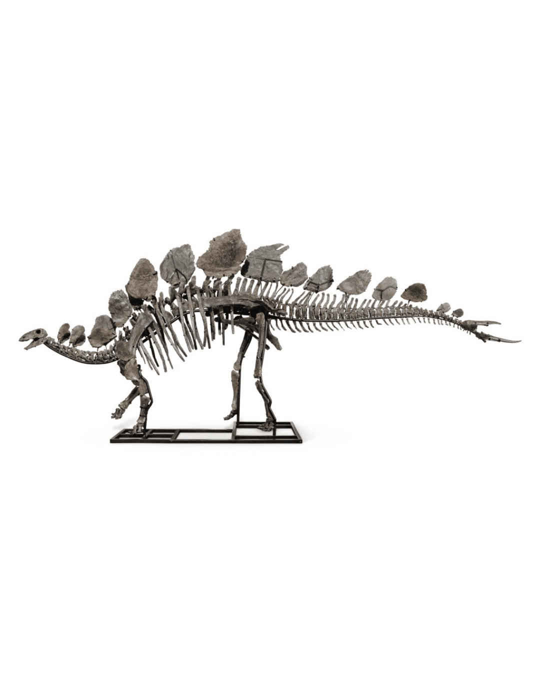 You Can Buy Shares of a 160-Million-Year-Old Stegosaurus. 40,000 Sold in 18 Minutes.
